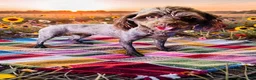Havapoo dogs for sale: Huggles - Ad 18