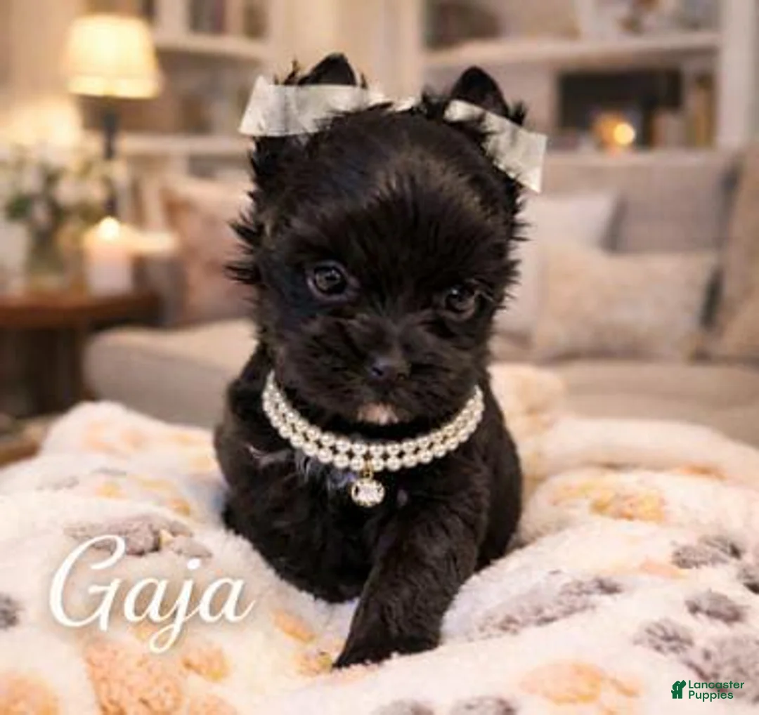 Yorkshire Terrier dogs for sale: Gaja - Ad 2