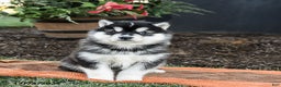 Alaskan Malamute dogs for sale: Jet - Ad 3