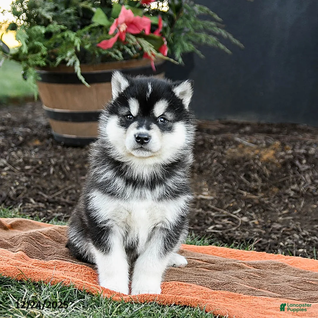 Alaskan Malamute dogs for sale: Jet - Ad 8