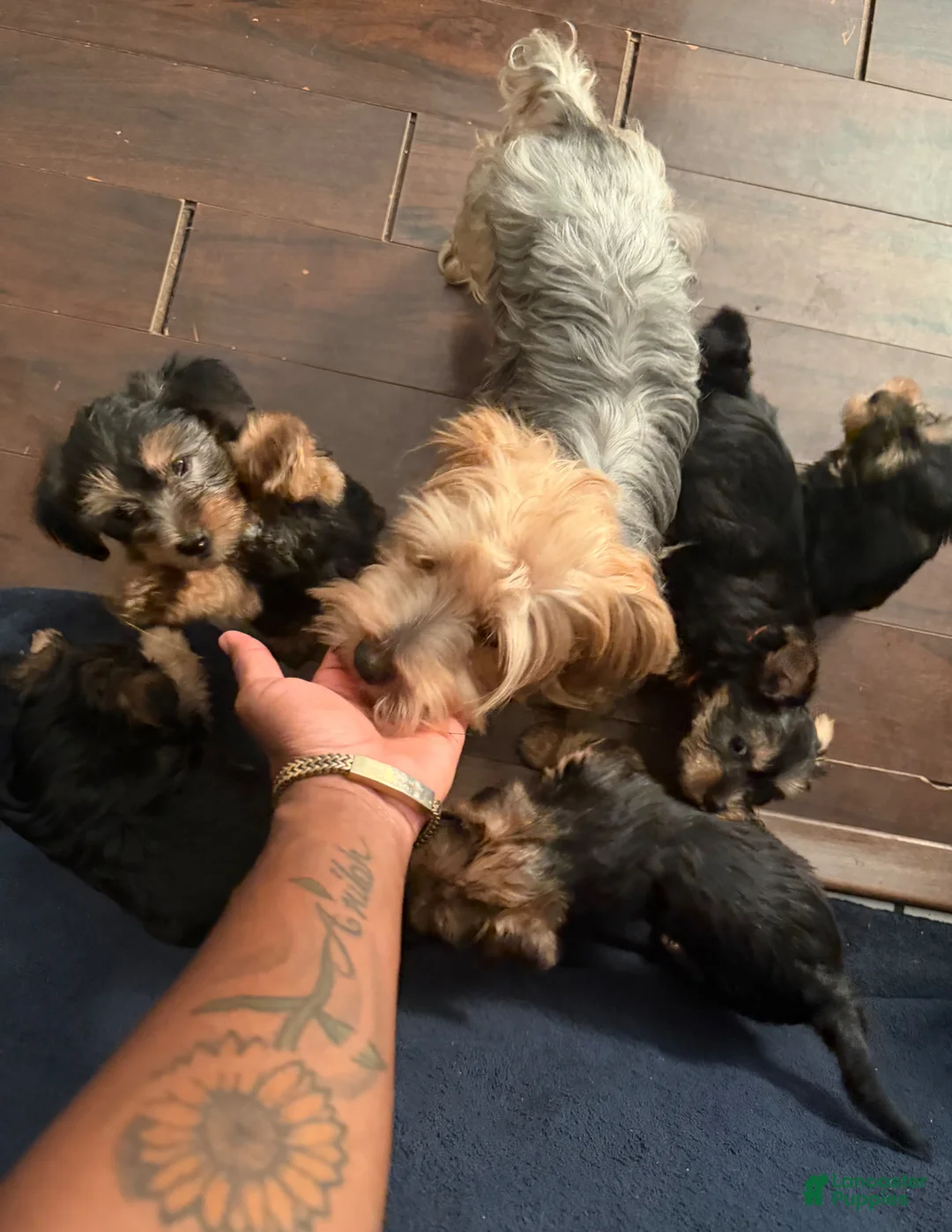 Yorkshire Terrier dogs for sale: Yorkshire Terrier Puppy 1 - Ad 4