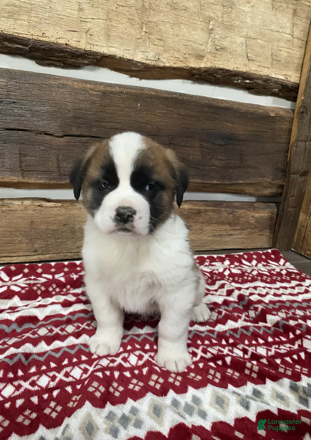 Saint Bernard dogs for sale: MAX - Ad 2