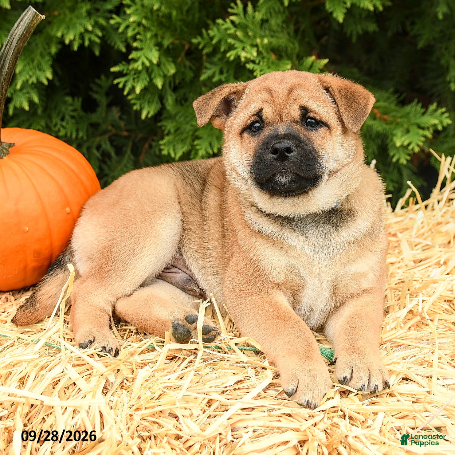 Mixed Breed dogs Ryley - Ad 2