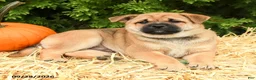 Mixed Breed dogs for sale: Ryley - Ad 2