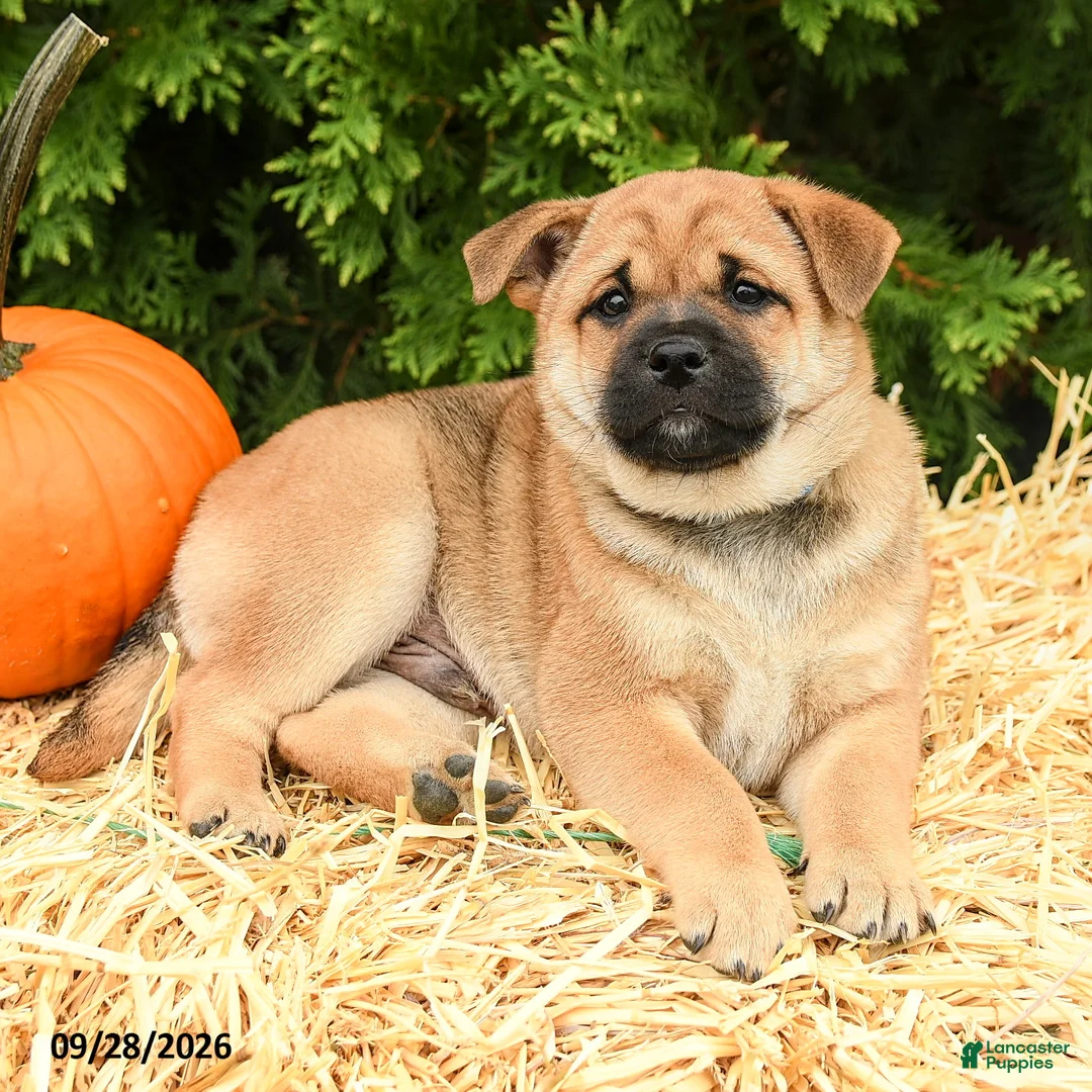 Mixed Breed dogs for sale: Ryley - Ad 2