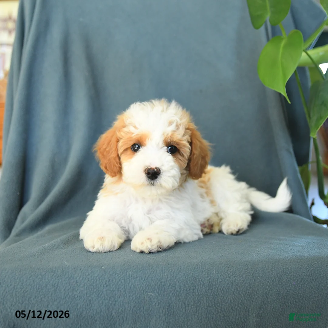 Havapoo dogs for sale: Molly - Ad 2