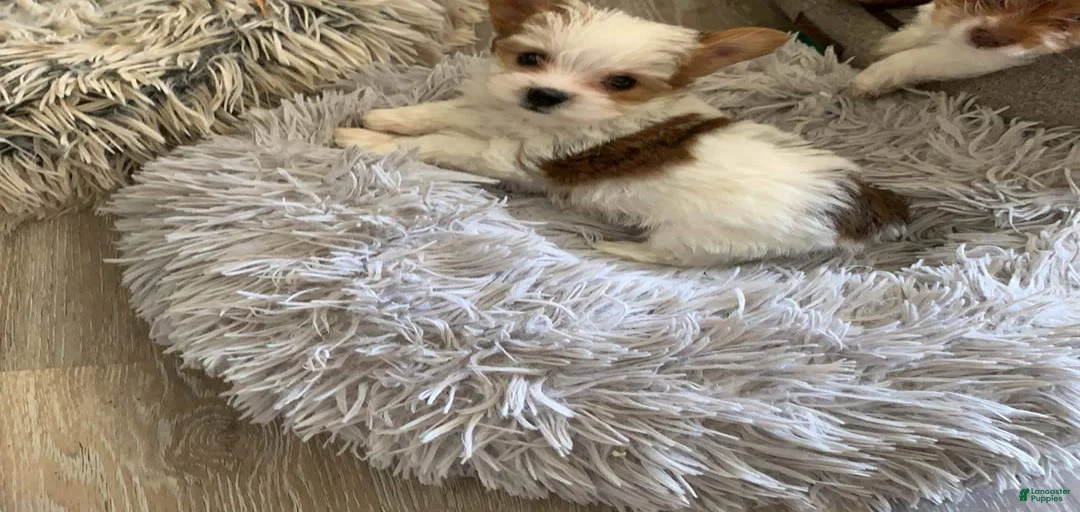 Gallery Image {{count}}