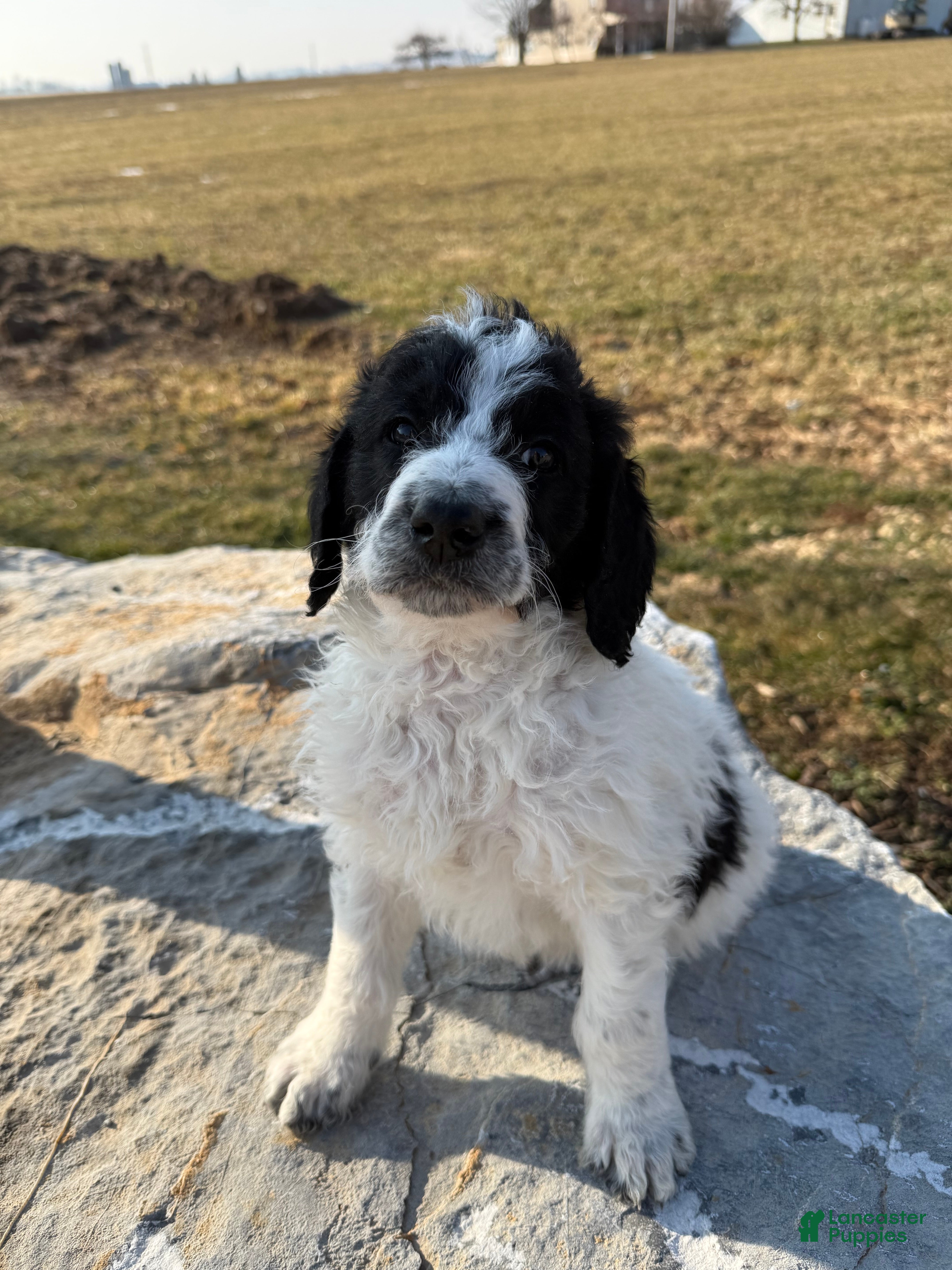 Mixed Breed dogs Ace - Ad 1