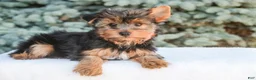 Yorkshire Terrier dogs for sale: Tahoe - Ad 7