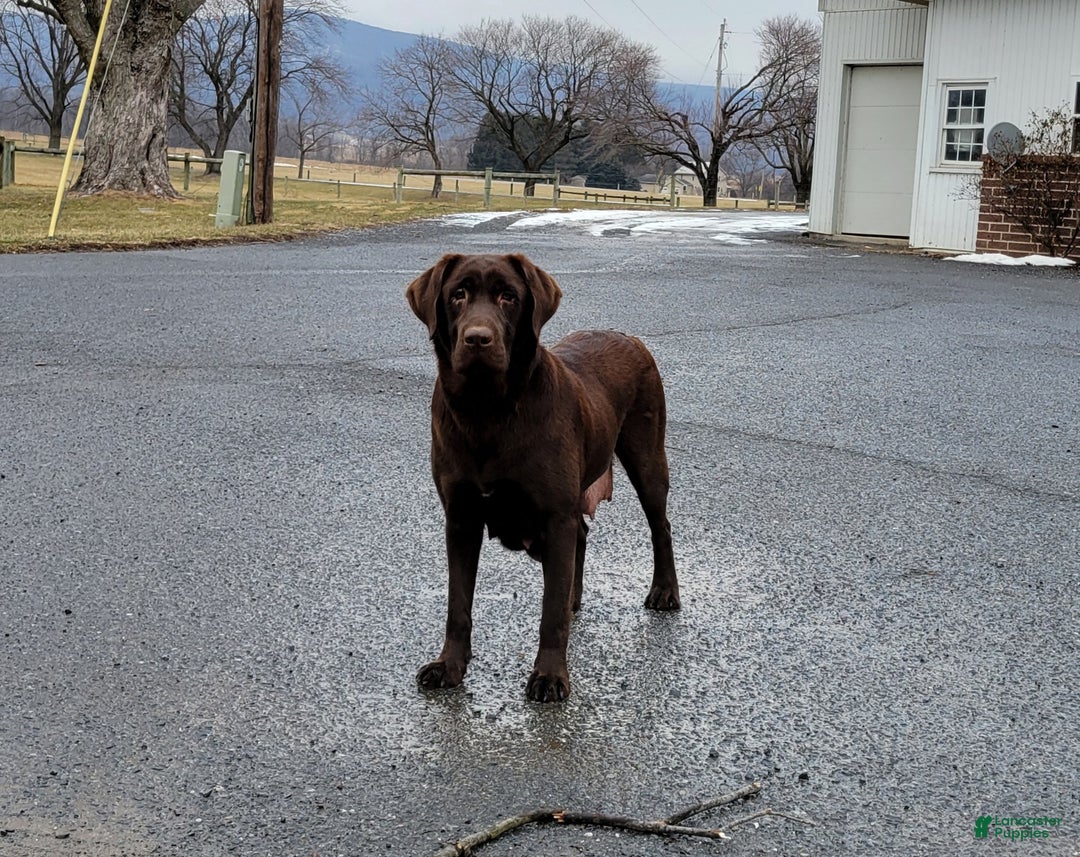 Labrador Retriever dogs for sale: Labrador Retriever Puppy 6 - Ad 2