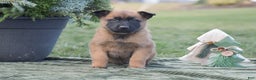 Belgian Malinois dogs for sale: Rhett - Ad 2
