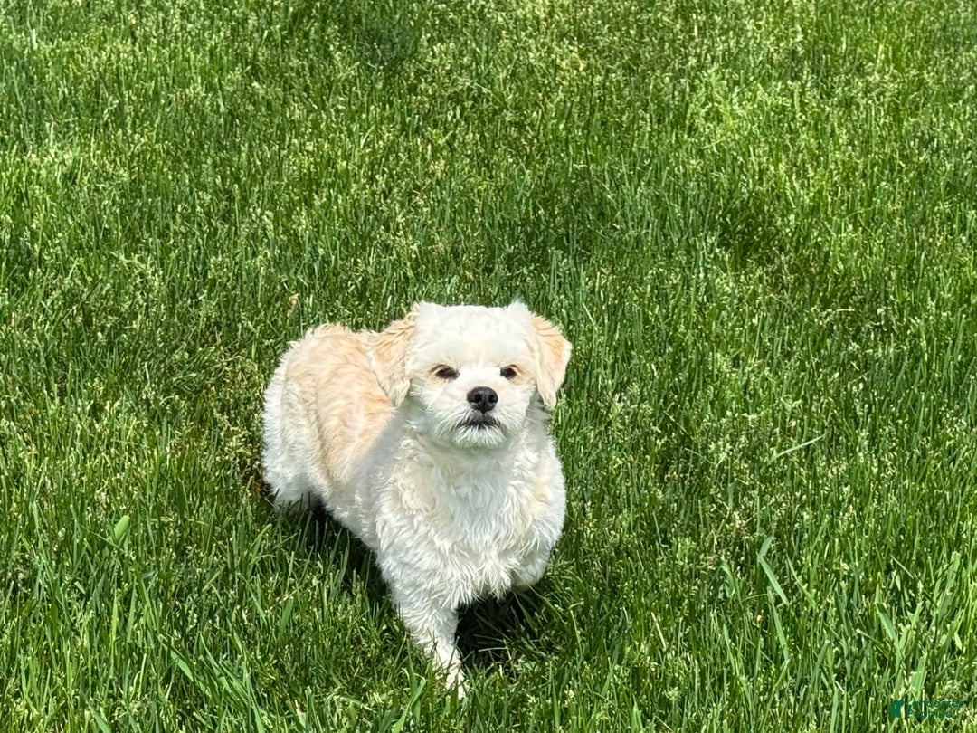 Lhasa Apso dogs for sale: Joey - Ad 10