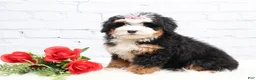 Mini Bernedoodle dogs for sale: Denver - Ad 4