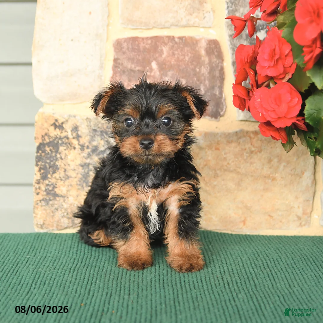 Yorkshire Terrier dogs for sale: Hollister - Ad 2