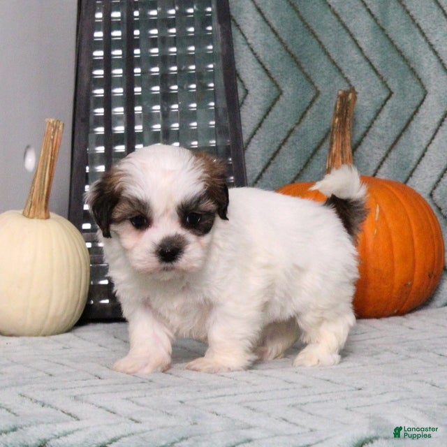 Isaac (Shichon, Male) in Manheim, PA