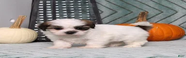 Isaac