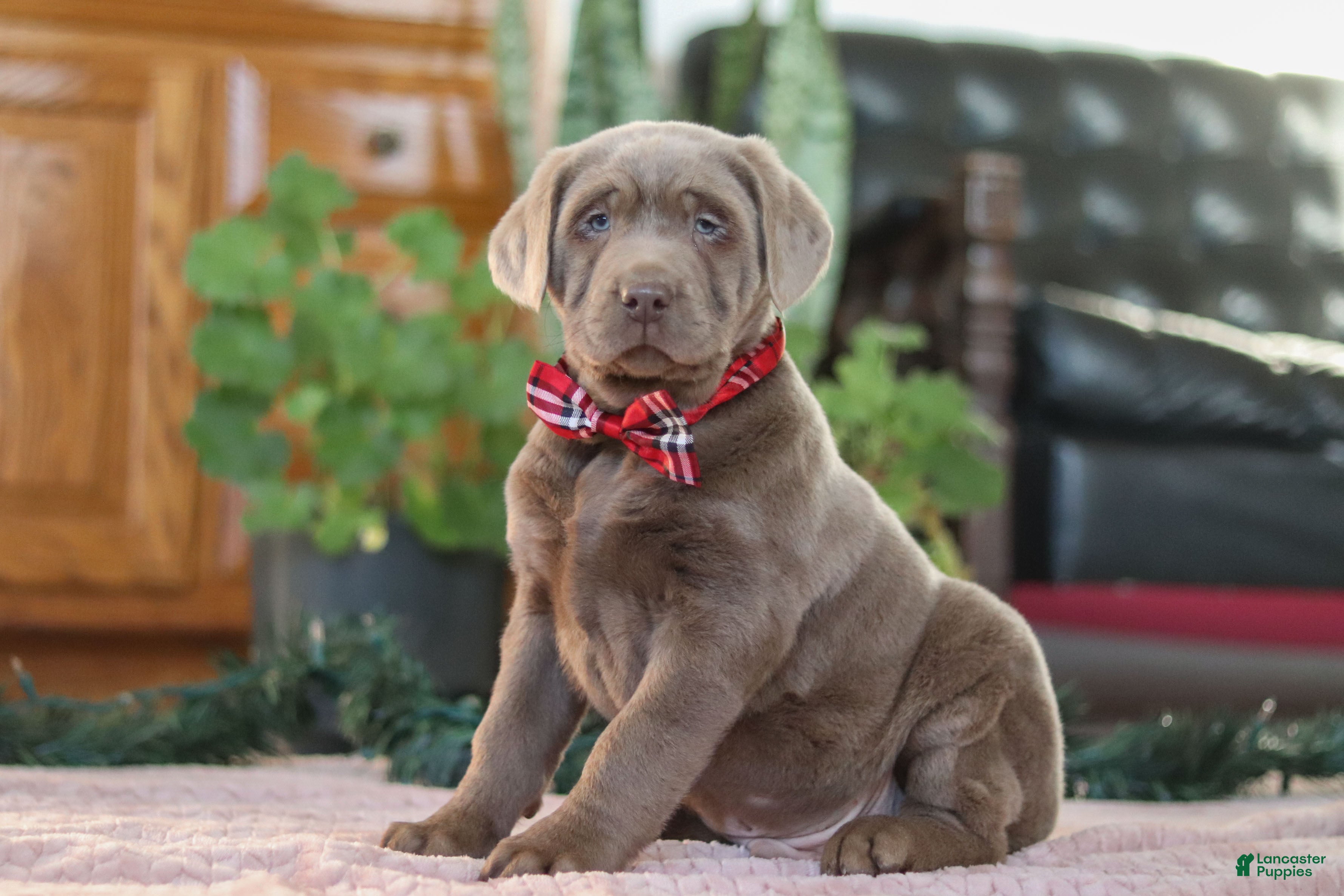 Labrador Retriever dogs Rudulf - Ad 4