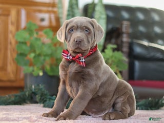 Labrador Retriever dogs Rudulf - Ad 4