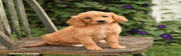 Mini Goldendoodle dogs for sale: Diamond - Ad 1