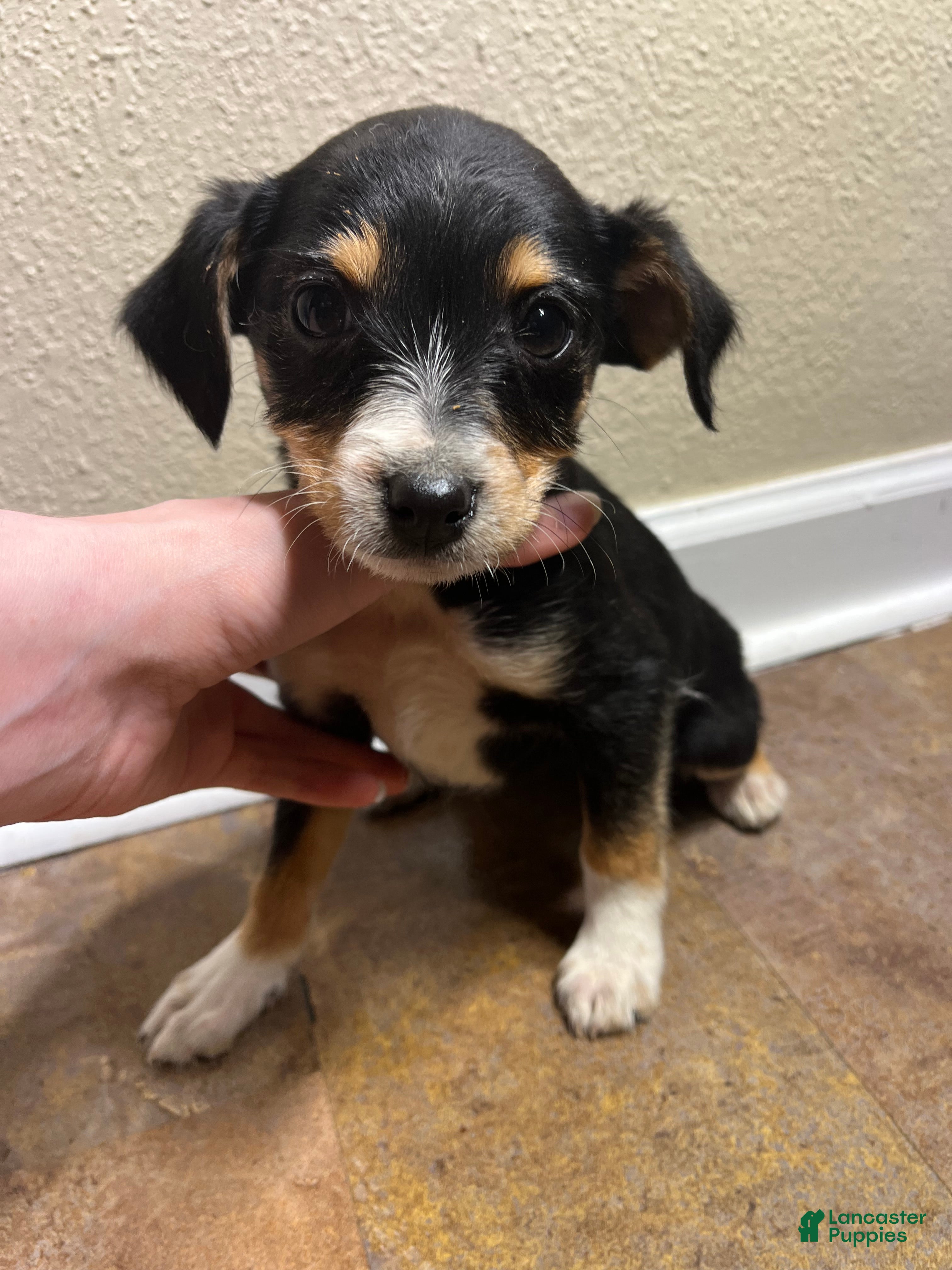 Mixed Breed dogs Ella - Ad 8