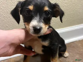 Mixed Breed dogs Ella - Ad 8