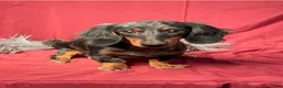 Miniature Dachshund dogs for sale: Jake  - Ad 6