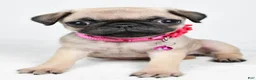 Pug dogs for sale: Angie - Ad 7