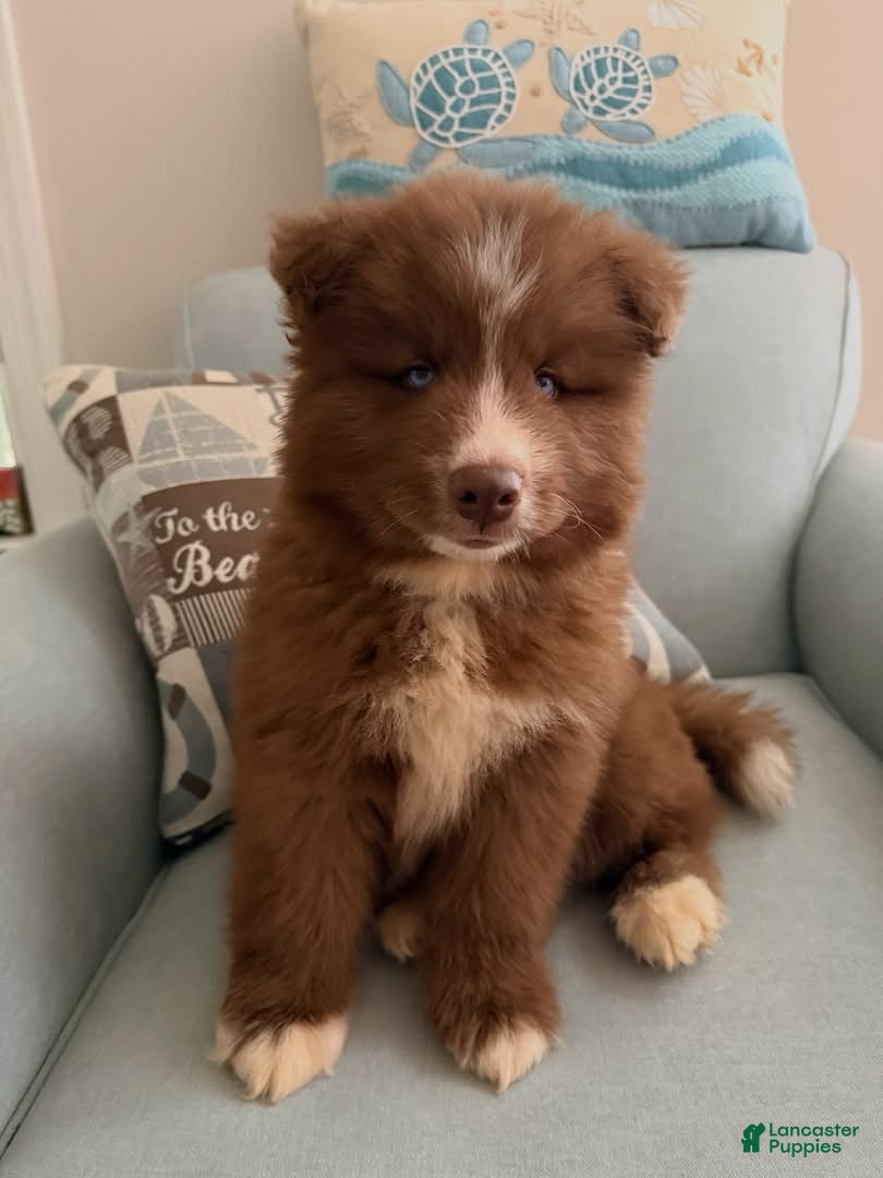 Australian Shepherd dogs for sale: Boy - Ad 1