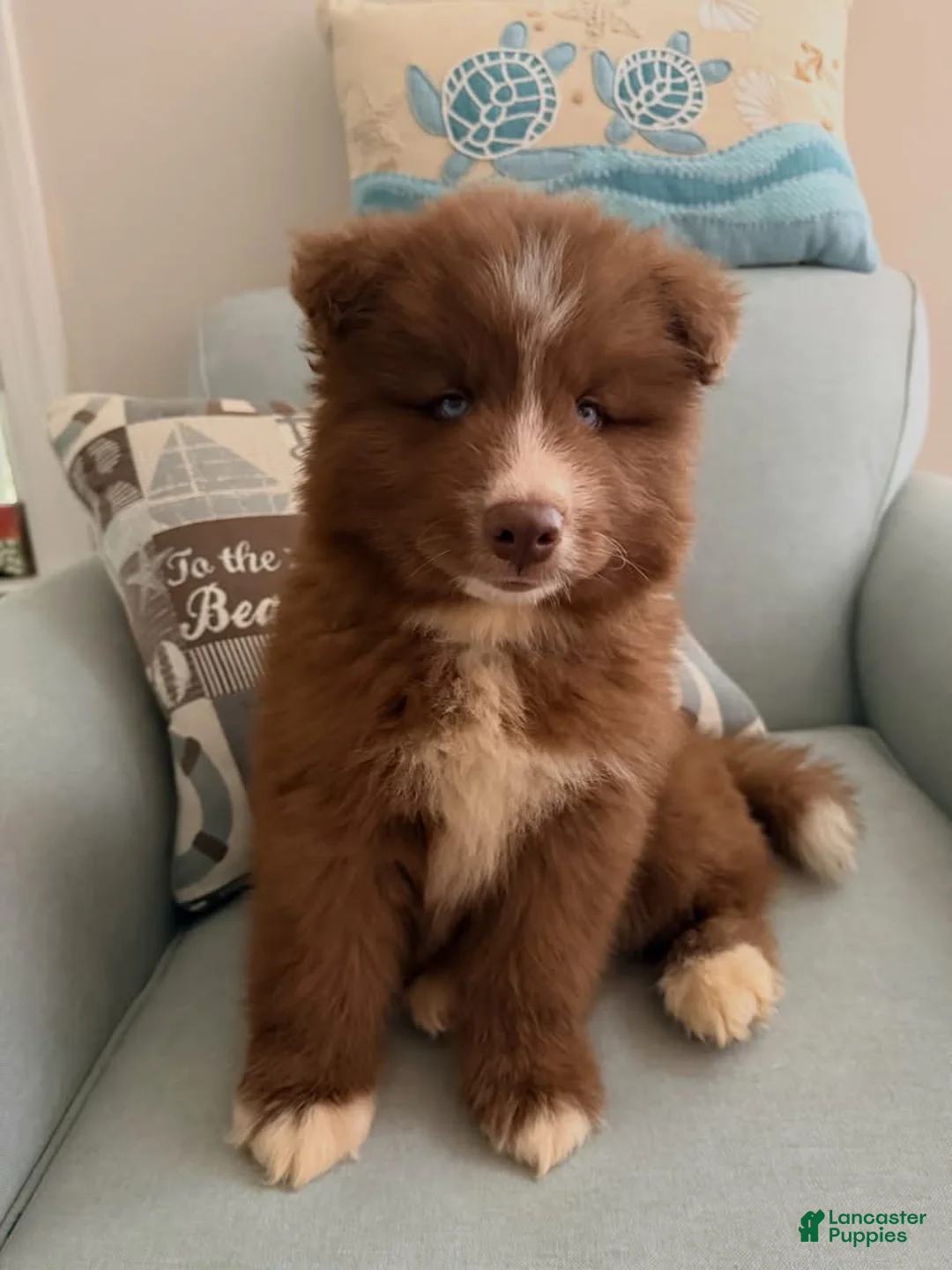 Australian Shepherd dogs for sale: Boy - Ad 1