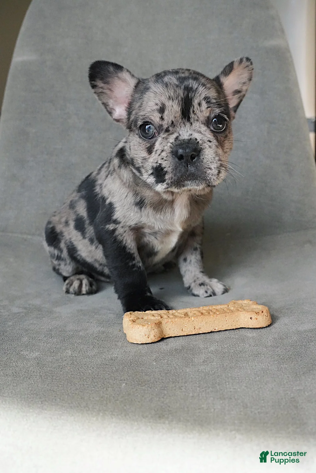 French Bulldog dogs for sale: Stormi - Ad 2