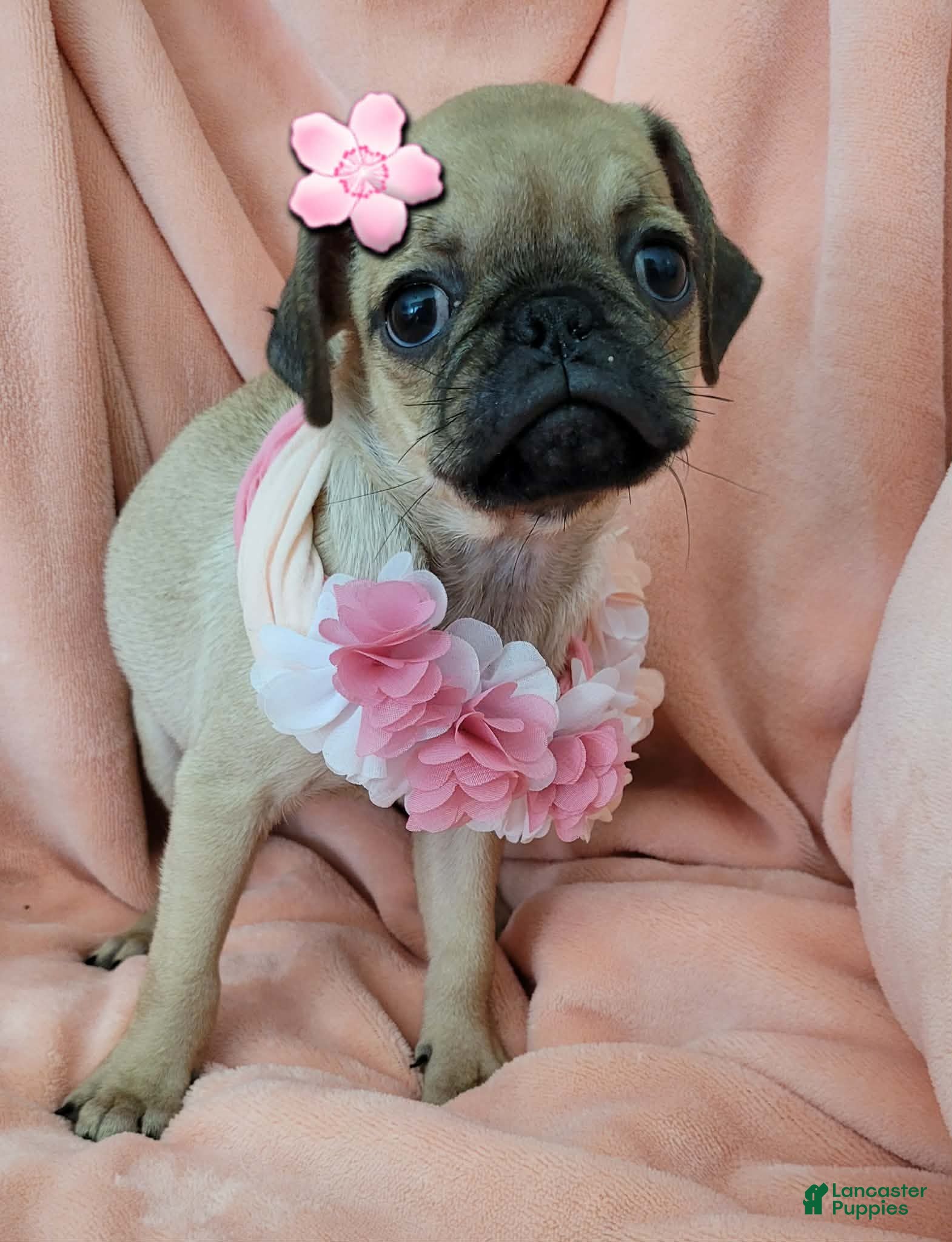 Pug dogs Pug 3 LIL ROSY - Ad 21