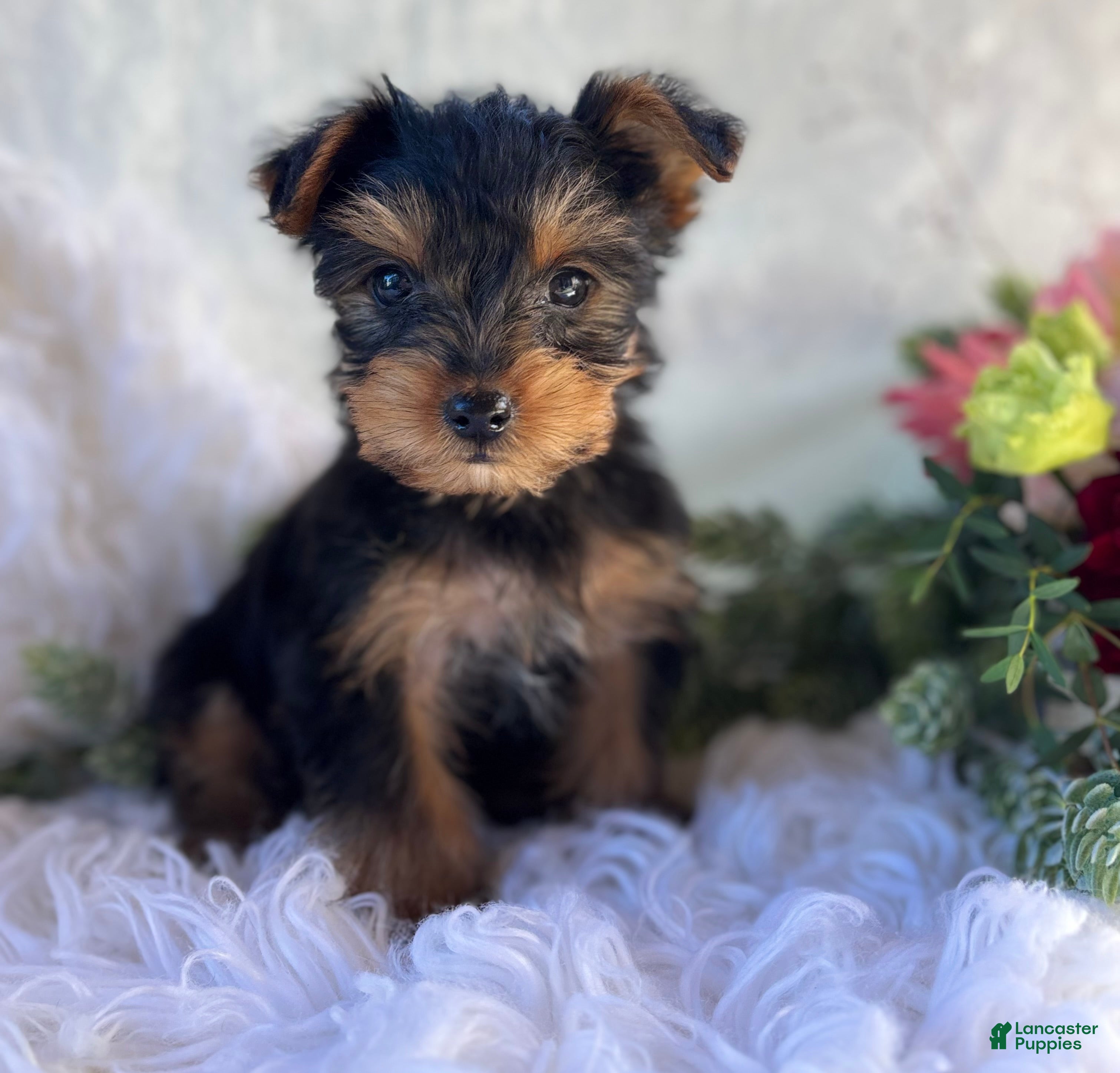 Yorkshire Terrier dogs for sale: DR Pepper - Ad 1