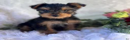 Yorkshire Terrier dogs for sale: DR Pepper - Ad 1