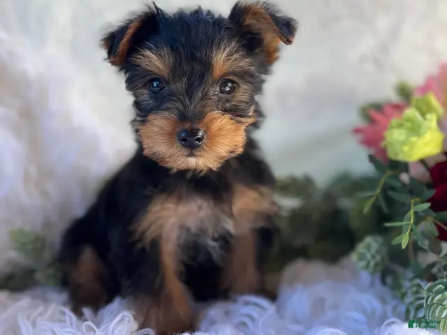 Yorkshire Terrier dogs for sale: DR Pepper - Ad 1