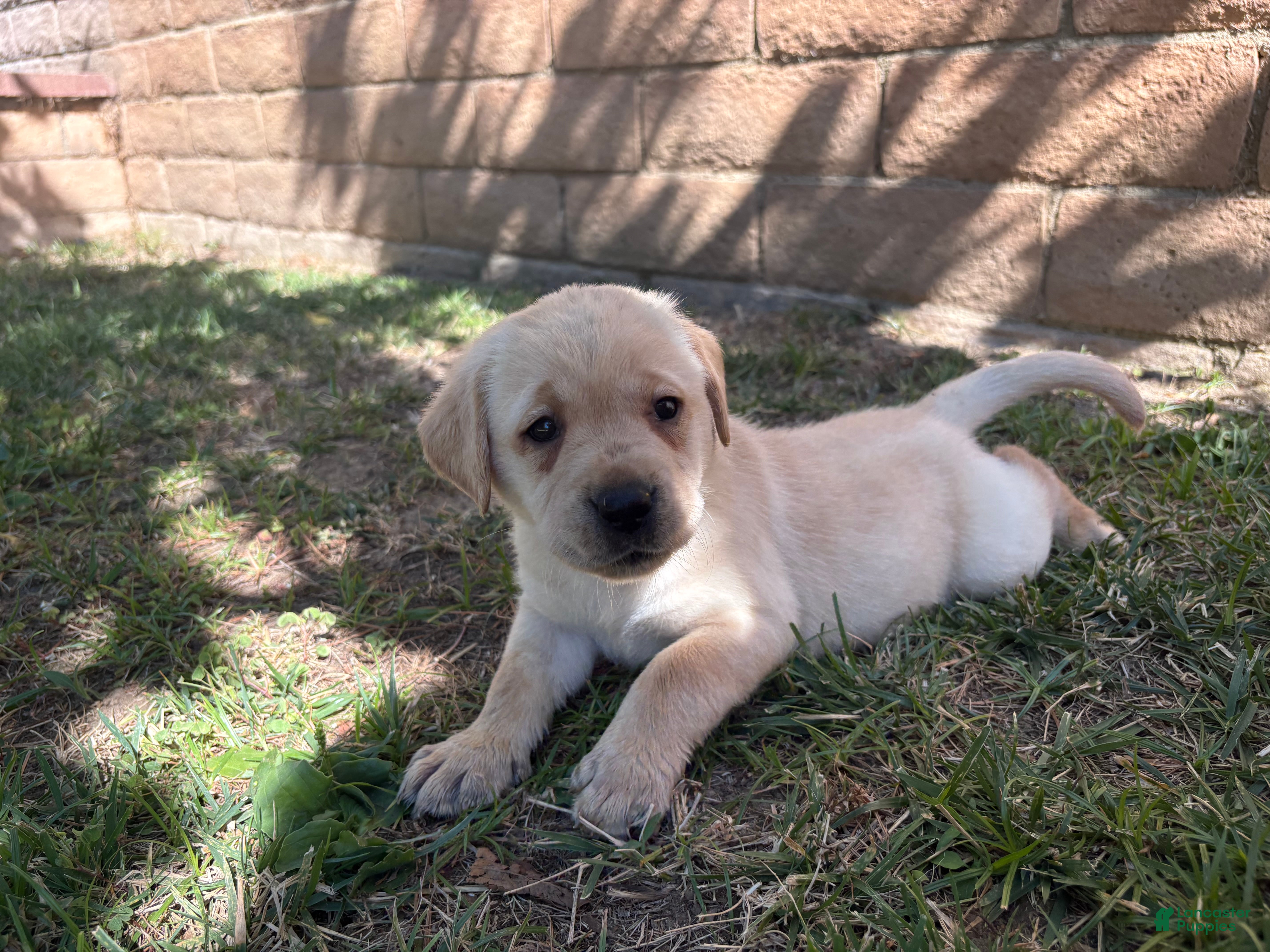 Labrador Retriever dogs Pink girl  - Ad 1