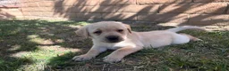 Labrador Retriever dogs for sale: Pink girl  - Ad 1