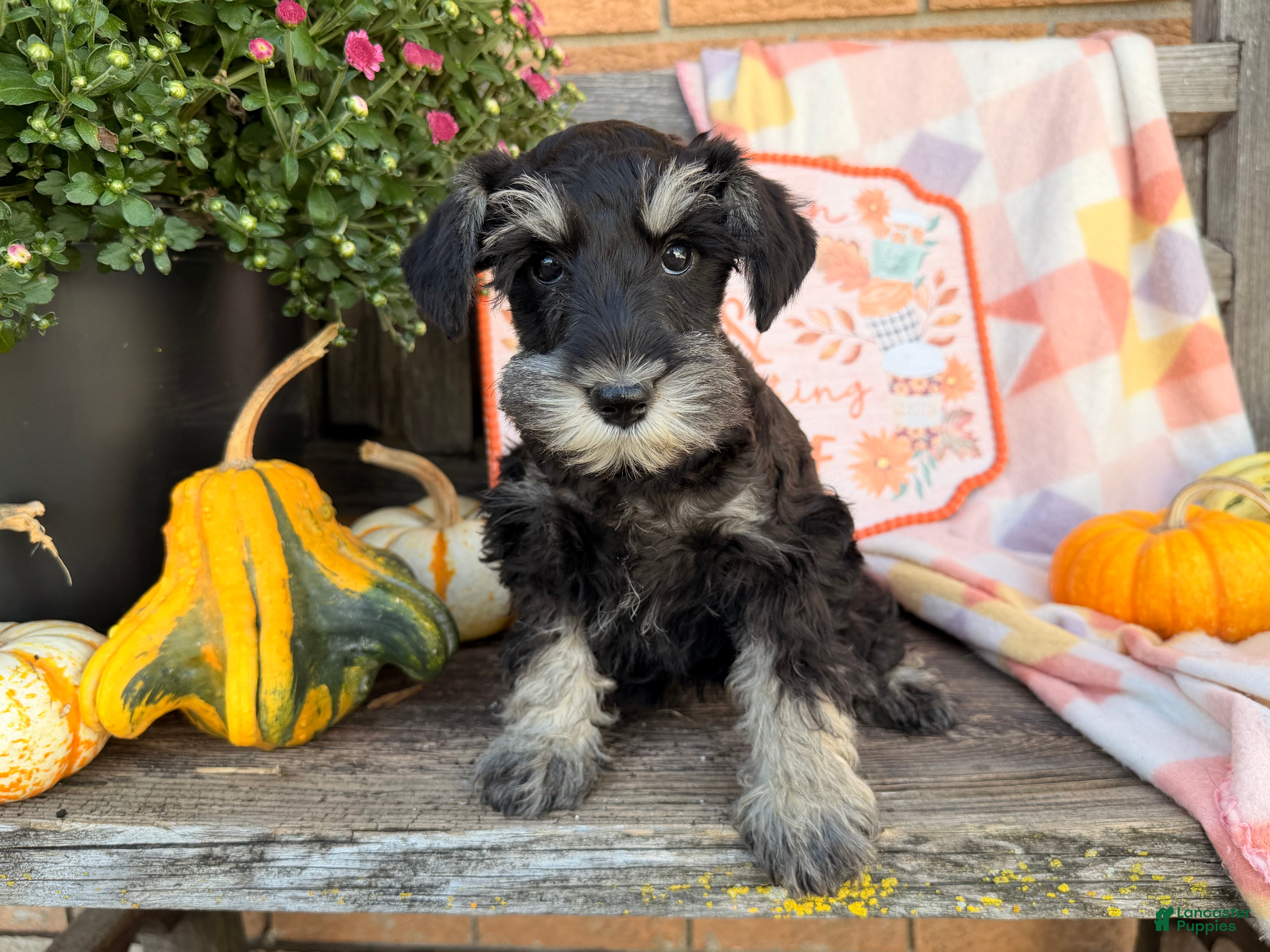 Miniature Schnauzer dogs Morgan  - Ad 1