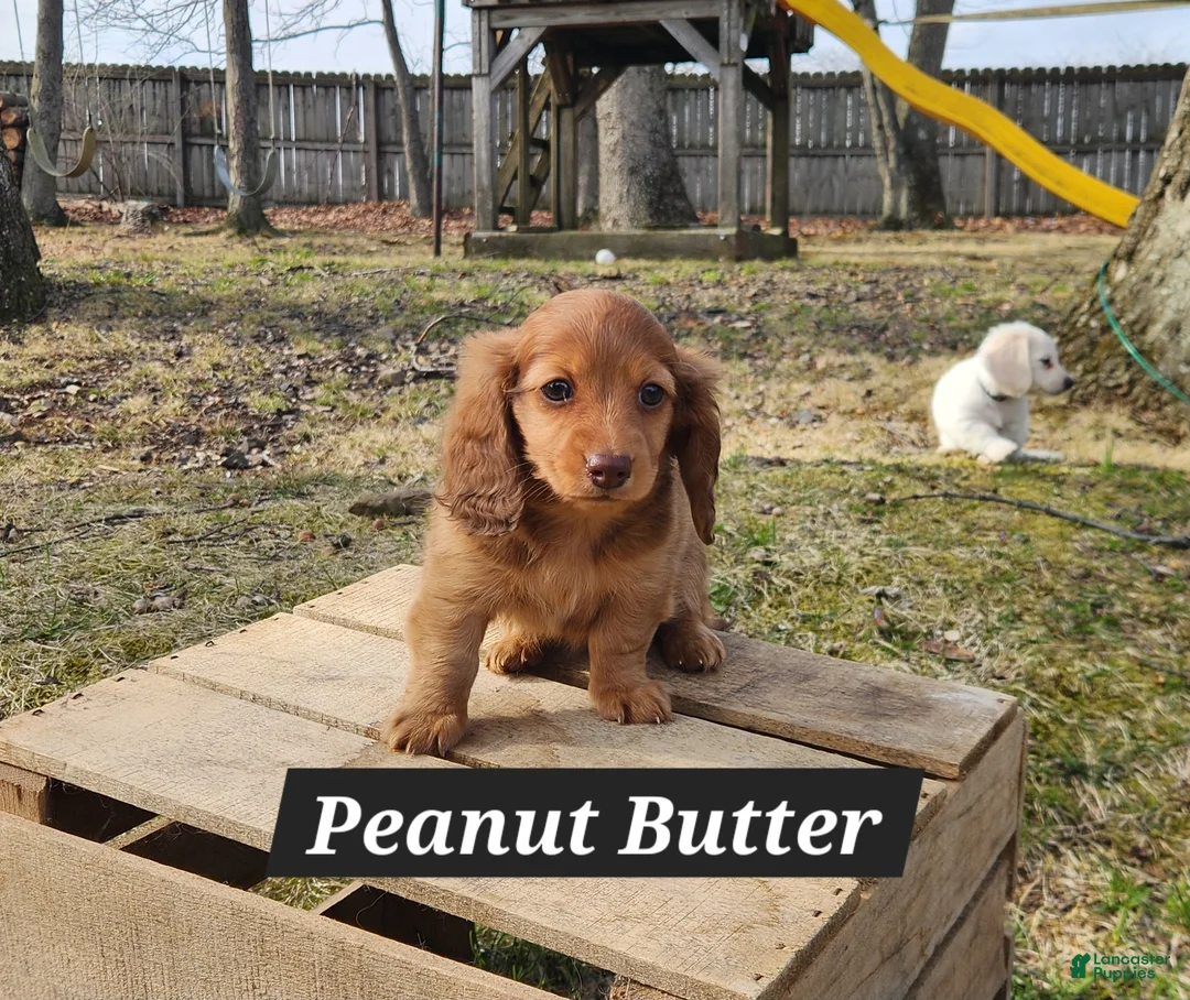 Miniature Dachshund dogs for sale: Peanut Butter - Ad 1