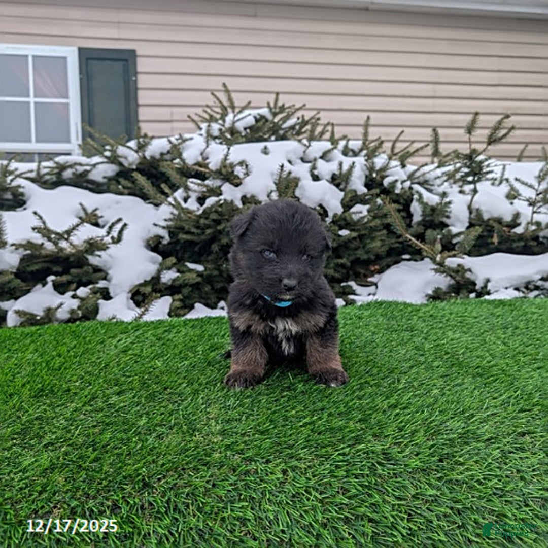 German Shepherd dogs for sale: Mason - Ad 1