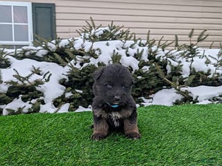 German Shepherd dogs Mason - Ad 10