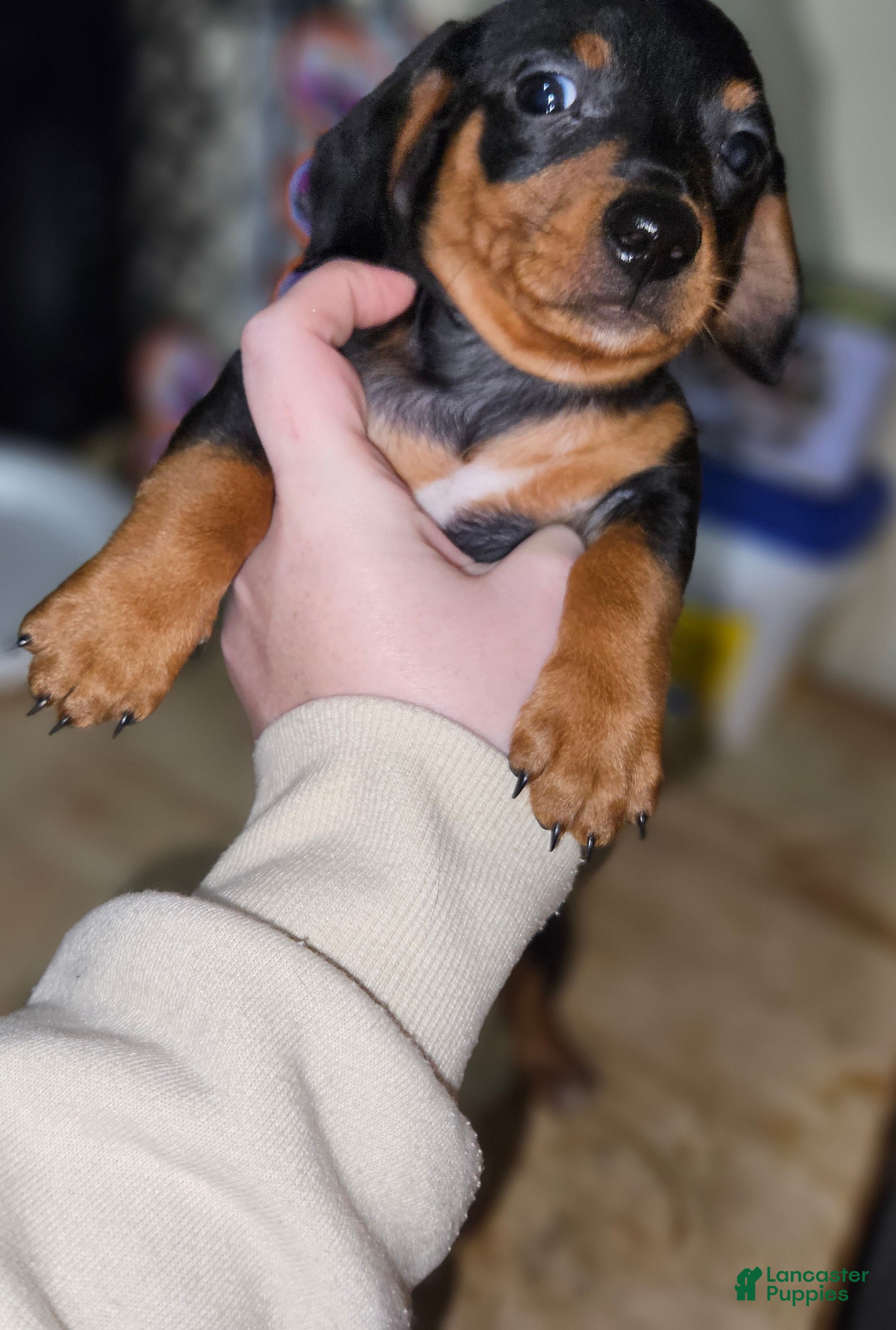 Miniature Dachshund dogs Black brown (dracula) - Ad 1