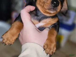 Miniature Dachshund dogs Black brown (dracula) - Ad 23