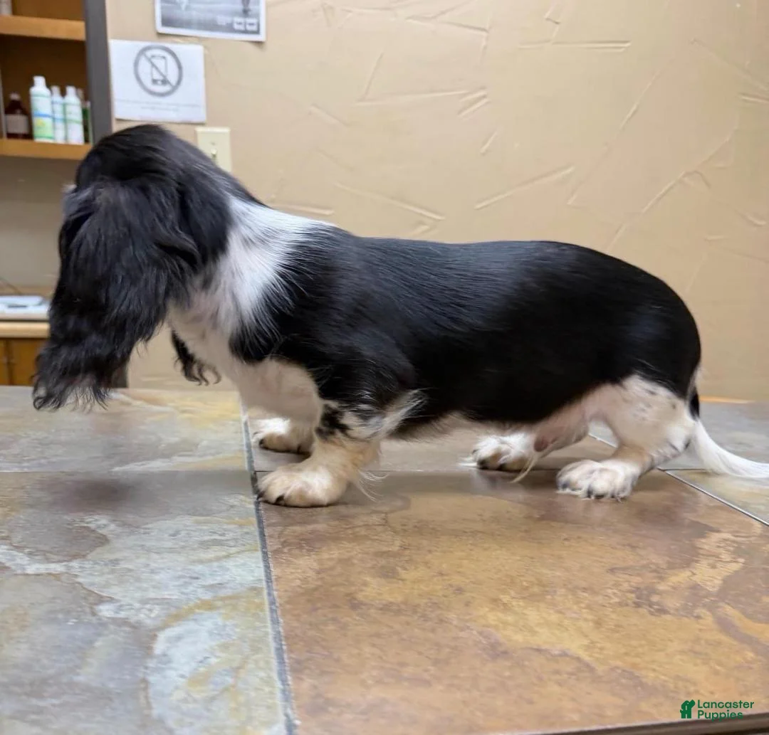 Dachshund dogs for sale: Travis - Ad 2