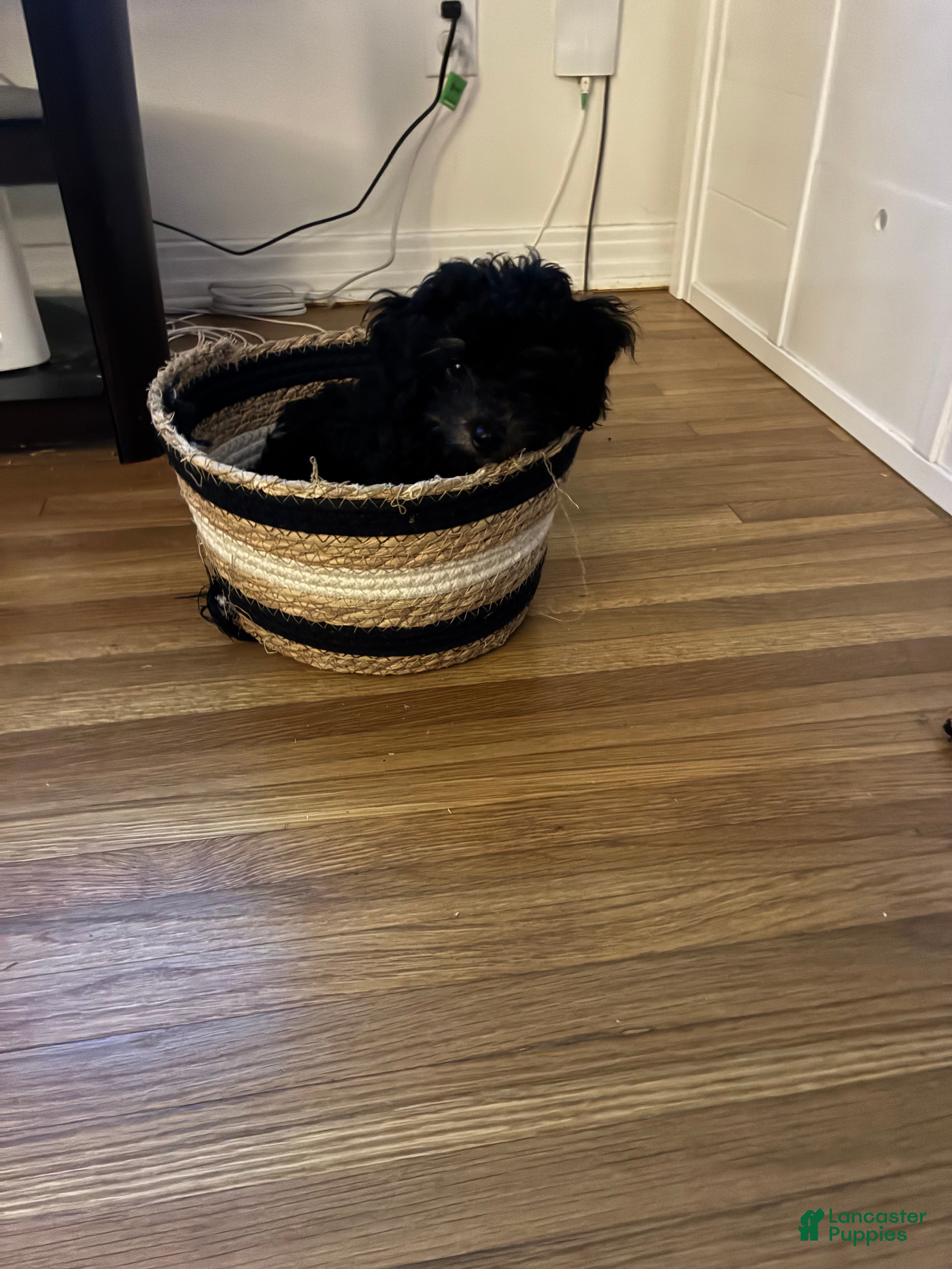 Toy Poodle dogs Toy Poodle 3 - Ad 17