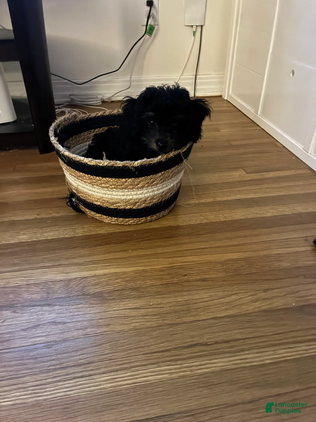 Toy Poodle dogs for sale: Toy Poodle 3 - Ad 1