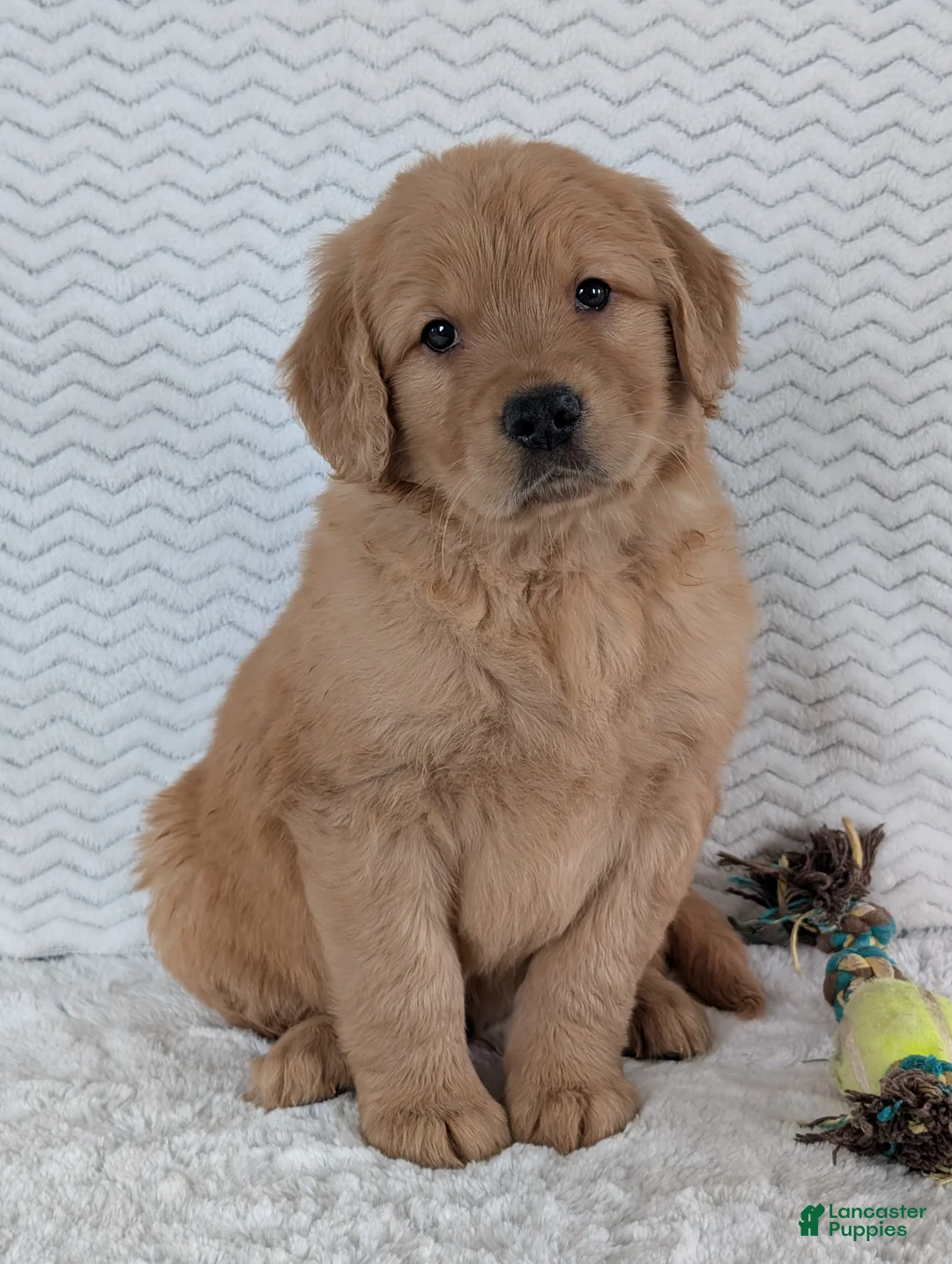Golden Retriever dogs for sale: Parker  - Ad 1