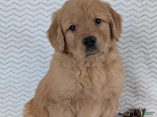 Golden Retriever dogs Parker - Ad 41