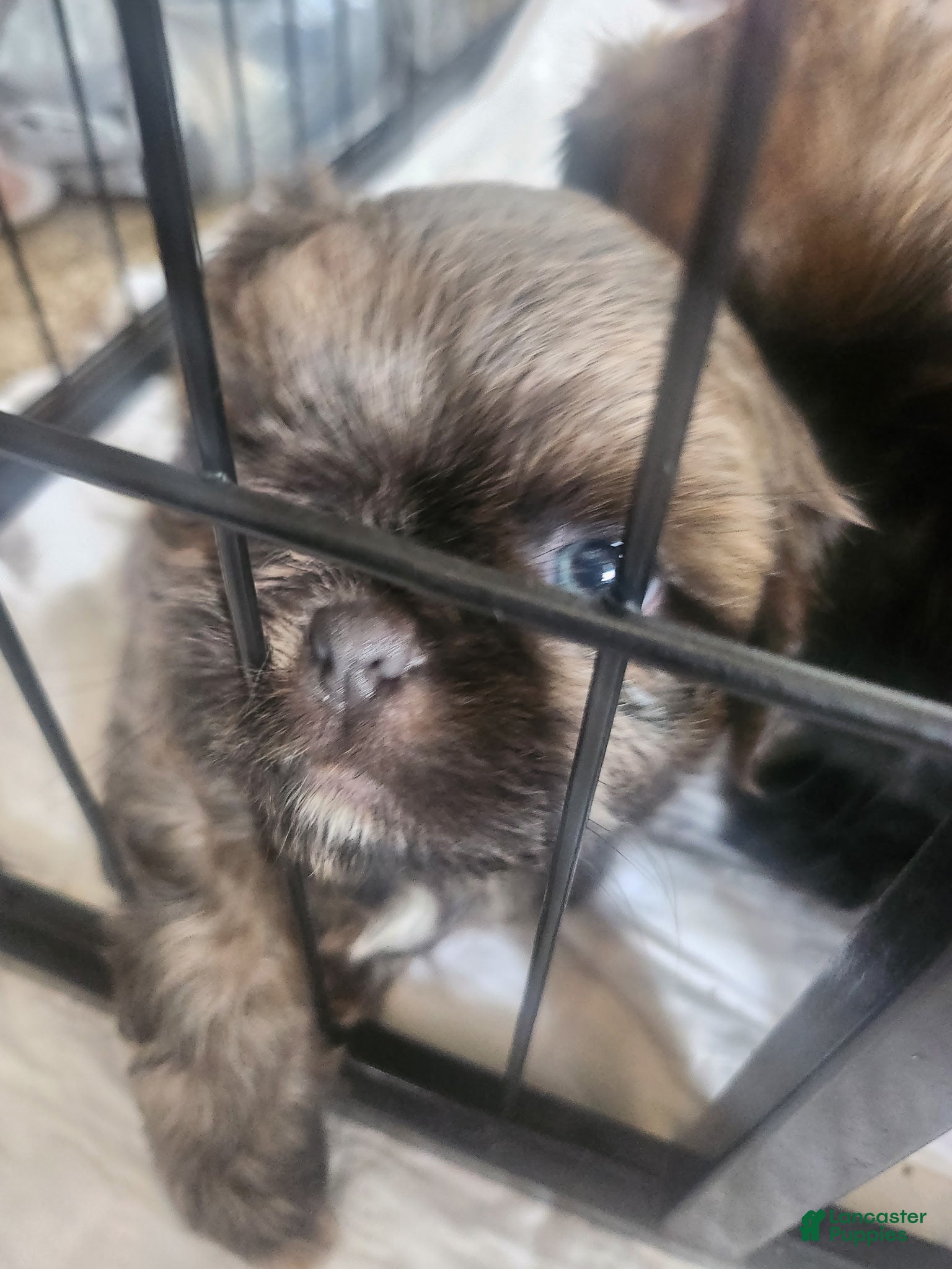Shih Tzu dogs for sale: Shih Tzu Puppy 2 - Ad 7