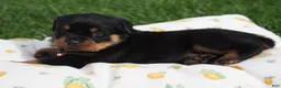 Rottweiler dogs for sale: Destiny  - Ad 7