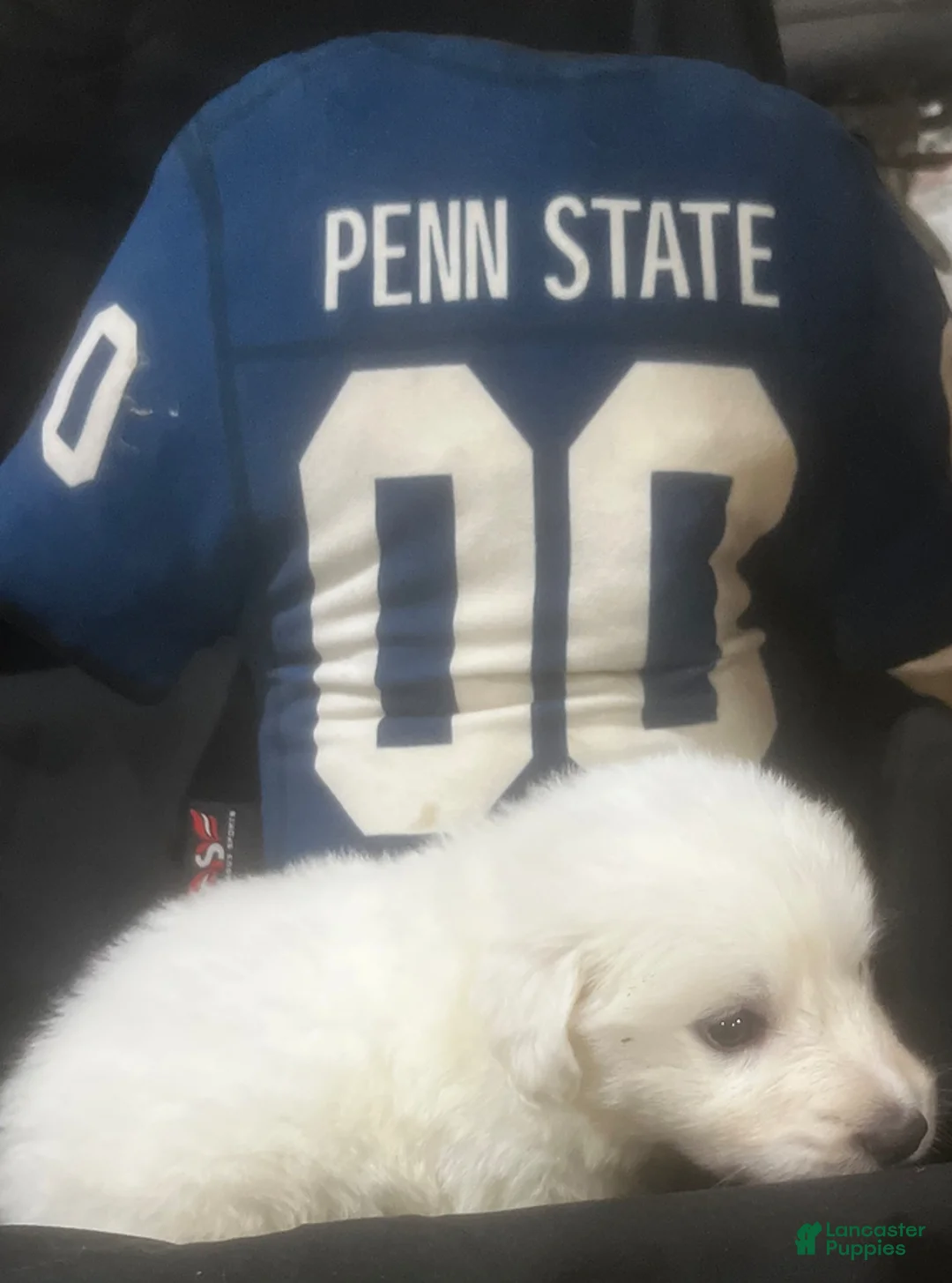 Great Pyrenees dogs for sale: Dutchess - Ad 2